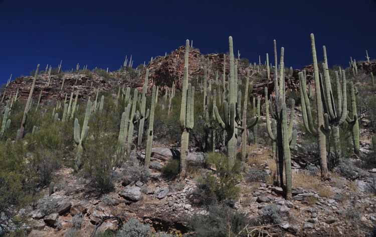 saguaros on hill